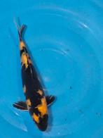leuke ki - hi utsuri 26 cm, Dieren en Toebehoren, Vissen | Vijvervissen, Karper of Koi