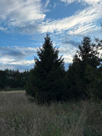 Grote kerstbomen, 4 tot 9 meter A-kwaliteit! beschikbaar voor biedingen