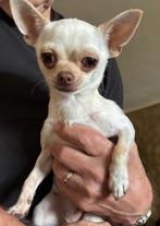 Chihuahua, Dieren en Toebehoren, Honden | Chihuahua's en Gezelschapshonden, België, Particulier, Rabiës (hondsdolheid), Reu