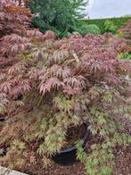 Japanse esdoorns, Tuin en Terras, Planten | Tuinplanten, Ophalen, Overige soorten, Halfschaduw