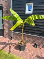 Musa Basjoo Bananenplant, Volle zon, Bloeit niet, Verzenden, Overige soorten