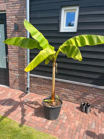 Musa Basjoo Bananenplant beschikbaar voor biedingen