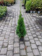 Thuja Smaragd 80-100cm in pot, Bloeit niet, Minder dan 100 cm, Zuilboom, Ophalen