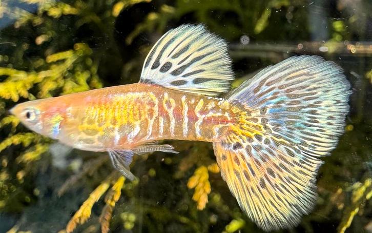 ️⭐️ACTIE Uniek in NLD, Galaxy Blond Multicolor Tail Gup⭐️, Dieren en Toebehoren, Vissen | Aquariumvissen, Zoetwatervis, Vis, Schoolvis