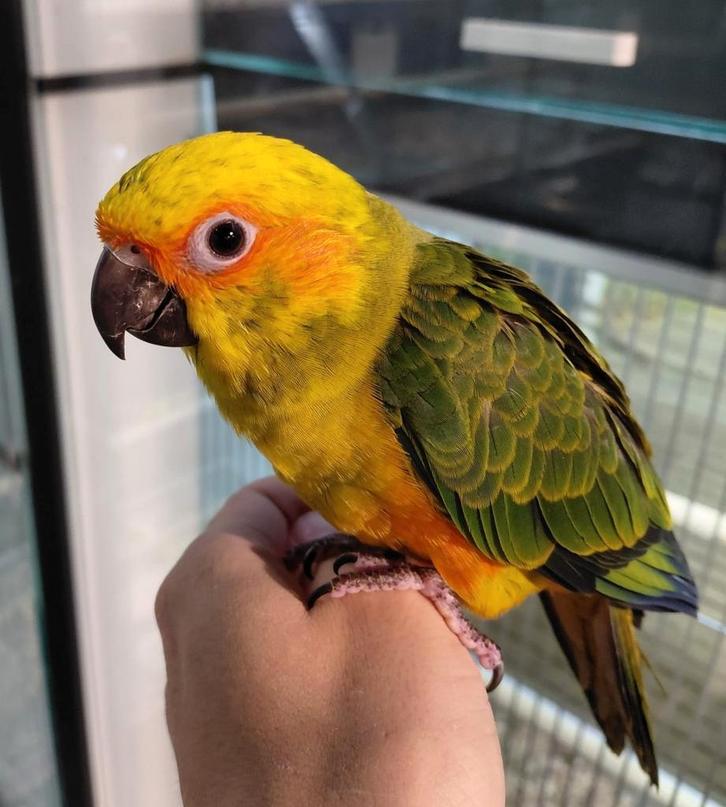 Zonparkieten getest en met Dna super tam en echt super lief., Dieren en Toebehoren, Vogels | Parkieten en Papegaaien, Papegaai