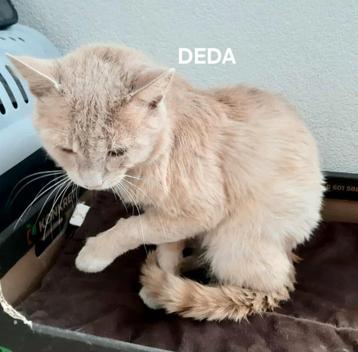Deda zoekt baasje  beschikbaar voor biedingen