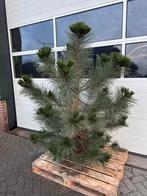 Pinus Sylvestris - Grove Den, Tuin en Terras, Planten | Bomen, Bloeit niet, 100 tot 250 cm, Volle zon, In pot