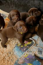Zeer unieke labradoodle pups, Dieren en Toebehoren, Particulier, Overige rassen, CDV (hondenziekte), 8 tot 15 weken