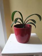 clivia, Overige soorten, In pot, Minder dan 100 cm, Bloeiende kamerplant