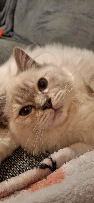 Aanhankelijk ragdoll kitten met stamboom beschikbaar voor biedingen