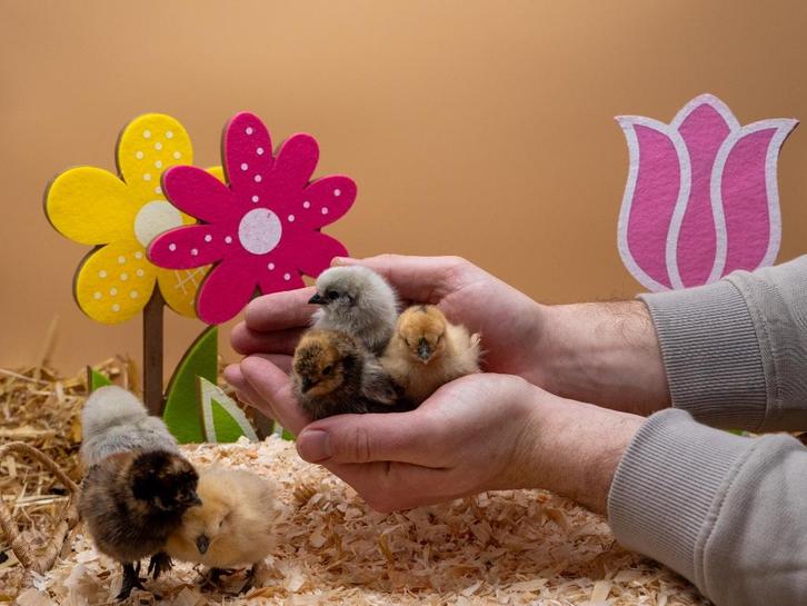Zijdehoen USA kriel kuikens hennetjes gesekst en ingeënt, Dieren en Toebehoren, Pluimvee, Kip, Vrouwelijk