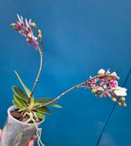 Orchidee Phalaenopsis Kleinbloemig Special (4), Ophalen of Verzenden, Halfschaduw, Minder dan 100 cm