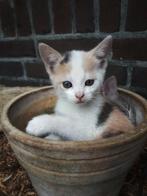 Lapjes kittens **Gezocht**, Dieren en Toebehoren, Katten en Kittens | Overige Katten, 0 tot 2 jaar, Poes