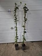 Hedera Klimop - Groene klimplant voor binnen en buiten, Ophalen of Verzenden, Bloeit niet, Klimplanten, Halfschaduw