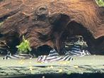 L46 - hypancistrus zebra, Dieren en Toebehoren, Vis, Zoetwatervis