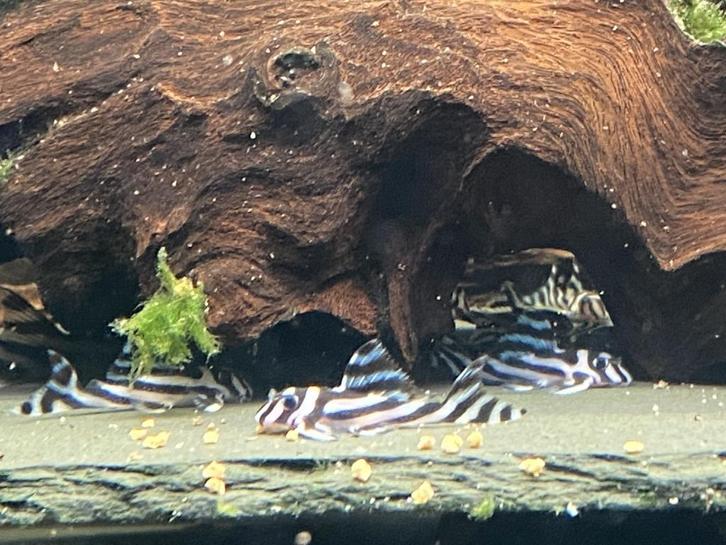 L46 - hypancistrus zebra, Dieren en Toebehoren, Vissen | Aquariumvissen, Zoetwatervis, Vis