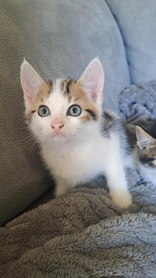 Kittens te koop, Dieren en Toebehoren, Katten en Kittens | Overige Katten, Kater
