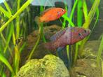 Bewezen koppel rode juweelcichlide; Hemichromis lifalili, Vis, Zoetwatervis