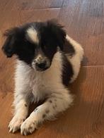 Hele mooie puberpup BORDER COLLIE x FRIESE STABIJ, Nederland, Reu, CDV (hondenziekte), 8 tot 15 weken