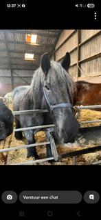 Te koop super lieve belg merrie, Dieren en Toebehoren, Merrie