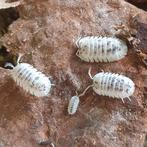 Nesodillo archangel "Shiro Utsuri" isopods pissebedden, Overige soorten