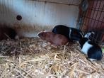 Cavia te koop beren, Dieren en Toebehoren, Cavia, Meerdere dieren, Tam, September