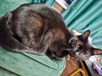 Huispoes ekh X heilige Birmaan, Poes