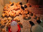 Kuikens   vanaf 19 oktober, Geslacht onbekend, Kip