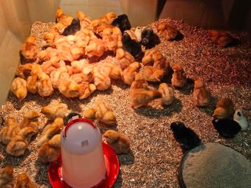 Kuikens   vanaf 19 oktober beschikbaar voor biedingen