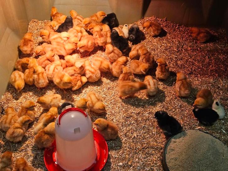 Kuikens   vanaf 19 oktober, Dieren en Toebehoren, Pluimvee, Kip, Geslacht onbekend