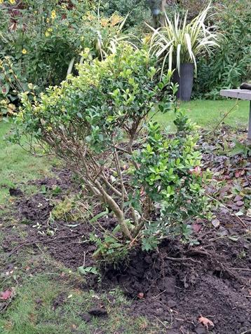 Ilex crenata Dark green beschikbaar voor biedingen