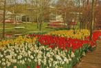 Ch872 ongelopen ansichtkaart keukenhof lisse, Verzamelen, Ansichtkaarten | Nederland, Ophalen of Verzenden, Ongelopen