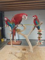 Tamme baby Groenvleugel Ara's met DNA en getest op  ziektes, Meerdere dieren, Papegaai, Geringd