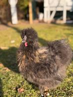 Mag met spoed weg: Zijdehoen haan gratis, Mannelijk, Kip