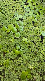 Drijfplanten voor aquarium, verschillende soorten, Dieren en Toebehoren, Vissen | Aquaria en Toebehoren, Ophalen, Nieuw, Plant(en), Steen of Hout