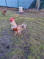 Barnevelder haan en hen, Meerdere dieren, Kip