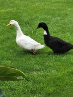 Koppel grote eenden, Meerdere dieren, Eend