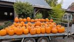 Pompoenen: Halloween & Eetbare Variëteiten!, Tuin en Terras, Volle zon, Eenjarig, Ophalen of Verzenden, Fruitplanten