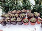 Sempervivum rotsplantjes, Tuin en Terras, Ophalen of Verzenden, Zomer, Overige soorten, Volle zon