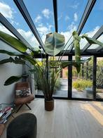 Strelitzia Nicolai – Grote tropische kamerplant, Ophalen, 200 cm of meer, Halfschaduw, In pot