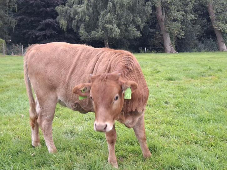 Kruising zeboe x Dexter februari ‘25, Dieren en Toebehoren, Runderen, Vrouwelijk