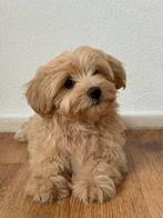 Maltipoo pup teefje 4 maanden, Dieren en Toebehoren, Honden | Chihuahua's en Gezelschapshonden, Particulier, Rabiës (hondsdolheid)