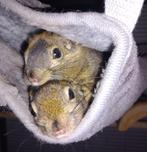 2 tamiops swinhoei eekhoorns, Dieren en Toebehoren, Knaagdieren, Maart, Meerdere dieren, Overige typen