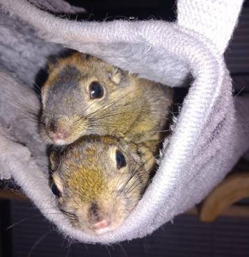 2 tamiops swinhoei eekhoorns beschikbaar voor biedingen