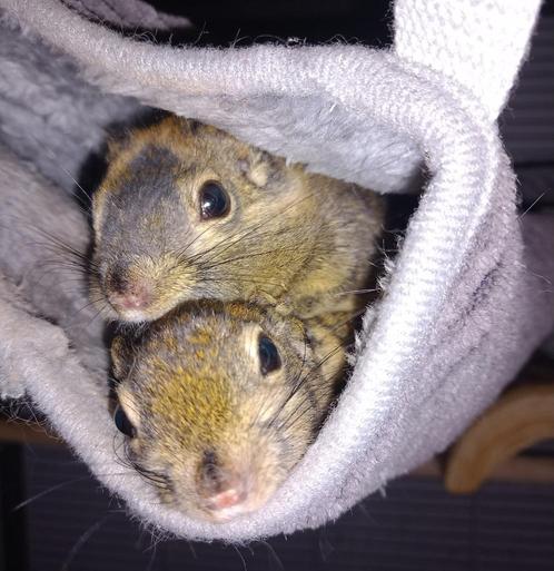 2 tamiops swinhoei eekhoorns, Dieren en Toebehoren, Knaagdieren, Meerdere dieren, Overige typen, Maart