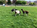 6 geiten, Dieren en Toebehoren, Schapen, Geiten en Varkens, Meerdere dieren, Geit