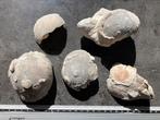 Kavel zee-egels, fossiel, Haccourt (regio Luik), Echinocorys, Verzamelen, Ophalen of Verzenden, Fossiel