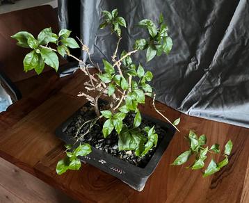 Indoor Bonsai 15-20 years old in a handmade pot from Etsy beschikbaar voor biedingen