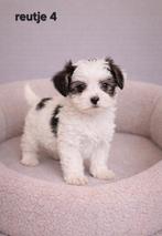 Super mooie kleinblijvende  boomer pups. Maltezer x shih tzu, Parvo, Overige rassen, 8 tot 15 weken, Meerdere