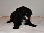 Boomer X Toy Poedel pups (Mini Doodle) uit geteste ouders, Dieren en Toebehoren, Poedel, Nederland, CDV (hondenziekte), 8 tot 15 weken